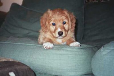 Puppy Training in New Jersey