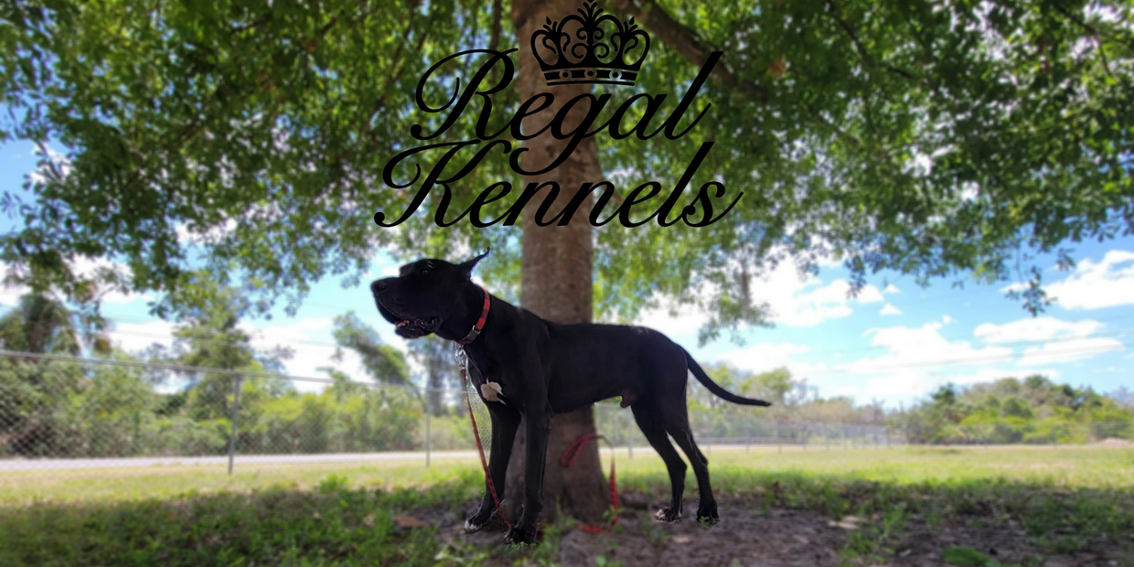 Great Dane Stud Dog