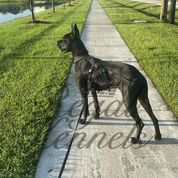 Healthy Great Dane