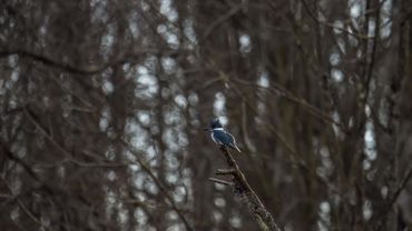 Belted Kingfisher perched over a lake. 