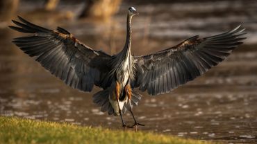 Great Blue Herron landing with wings out.