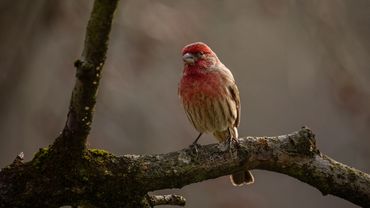 Gorgeous House Finch resting in a tree.