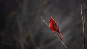 Northern Cardinal perched on branch.