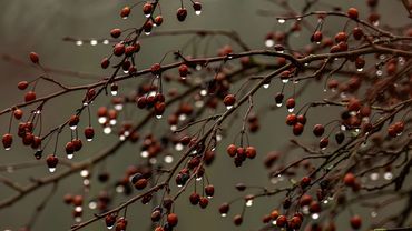 Raindrops on spring Crabapple branch. 