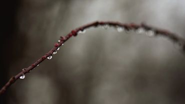 Closeup of raindrops on tree branch.