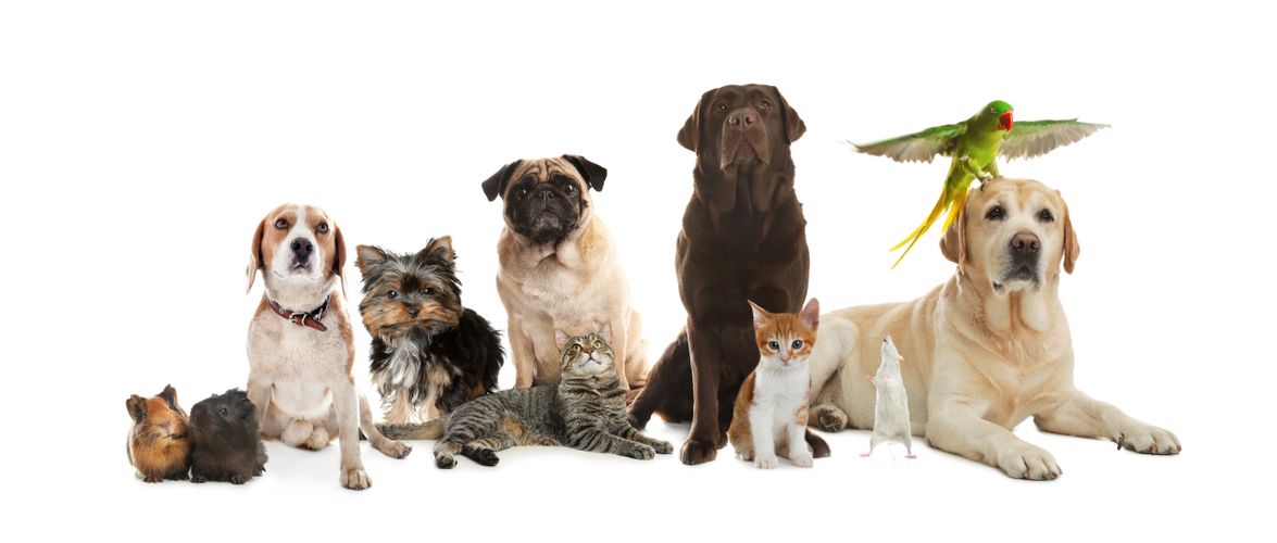 A diverse group of pets including dogs, cats, guinea pigs, a parrot, and a rat.