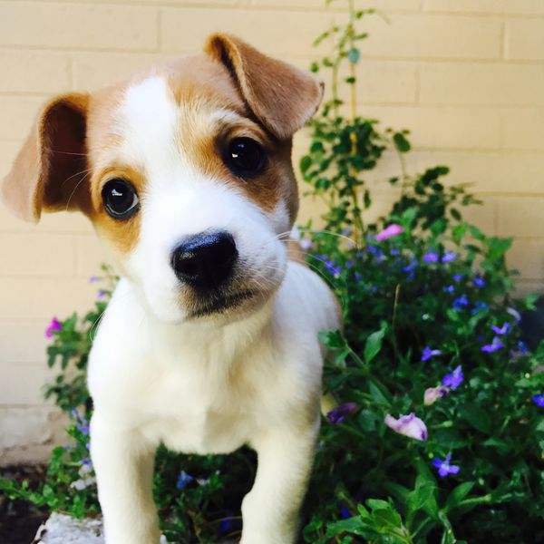 A Jack Russell puppy standing in purple flowers 