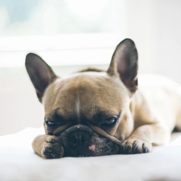 A sad looking fawn french bulldog 