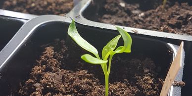 Kökväxtplant, blommor, bärbuskar & fruktträd. 