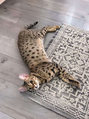 Gold Savannah cat