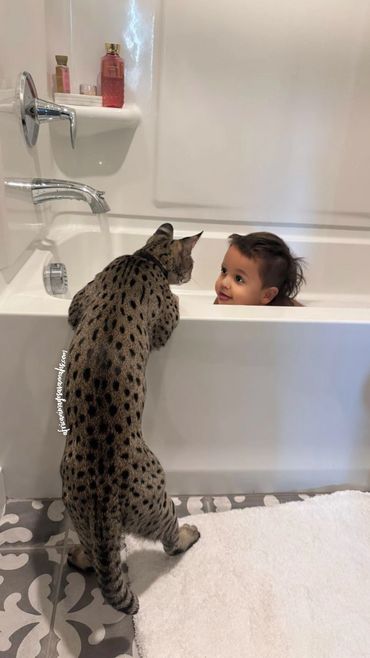 Savannah cats with kids 