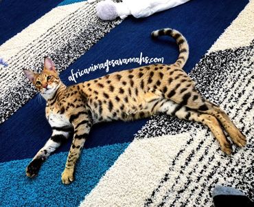 Serval hybrid