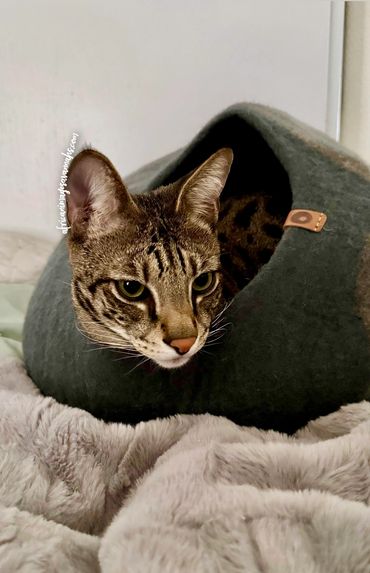 Snuggly Savannah cat 