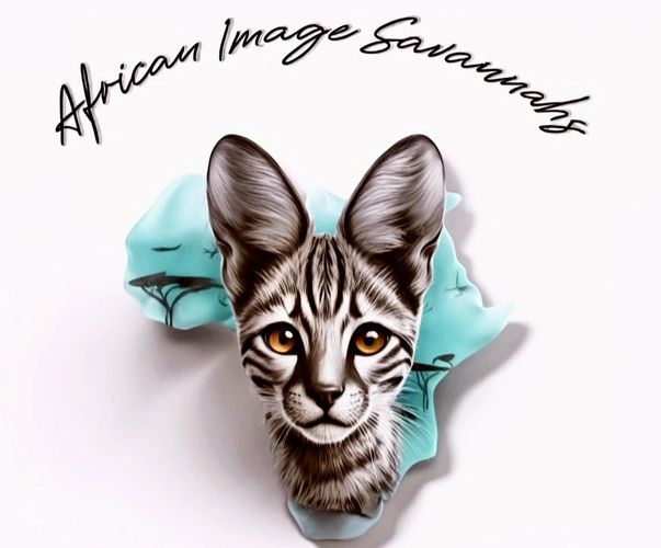 Savannah cats for sale California 
Savannah cat for sale 
Savannah kitten for sale 
Savannah kittens
