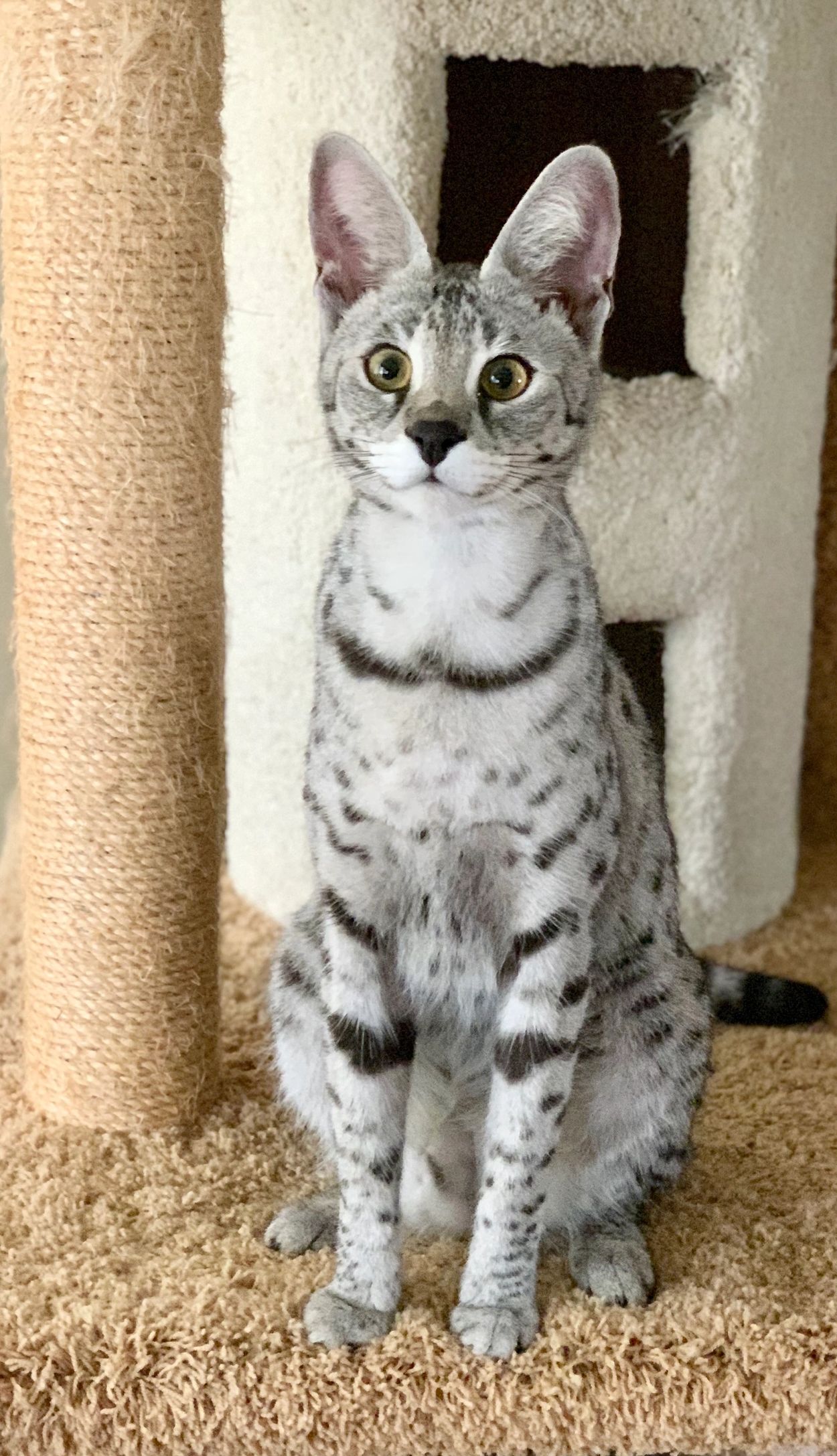 Africanimagesavannahs Savannah Cat