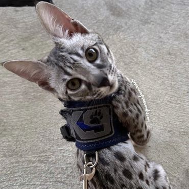 Cats of Instagram 