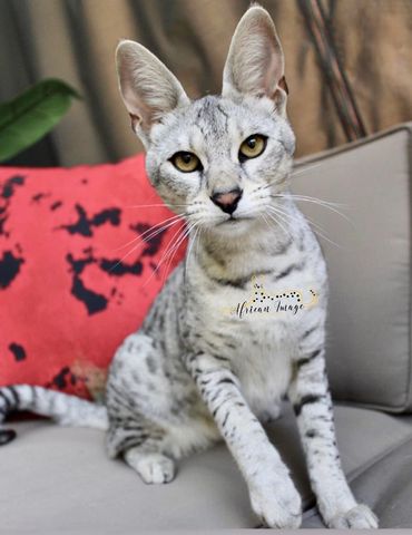 White savannah cat