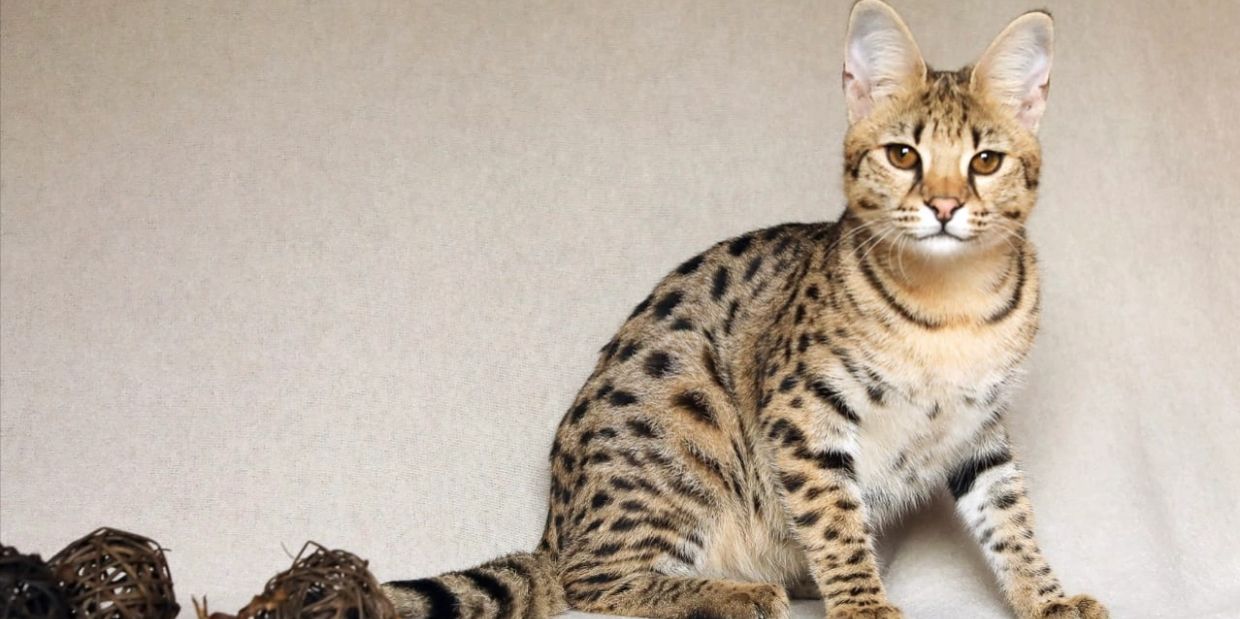 Savannah Cat Pricing Explained