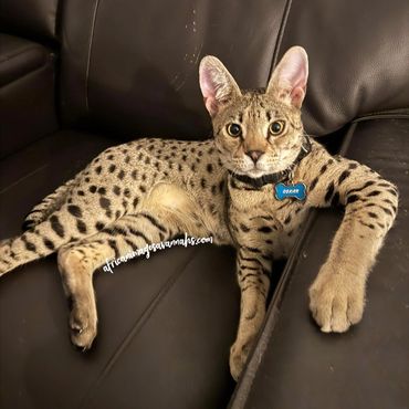 Big cats