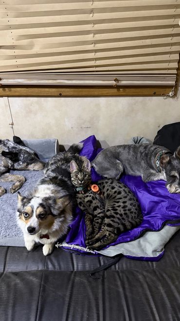 Savannah cat with dogs 