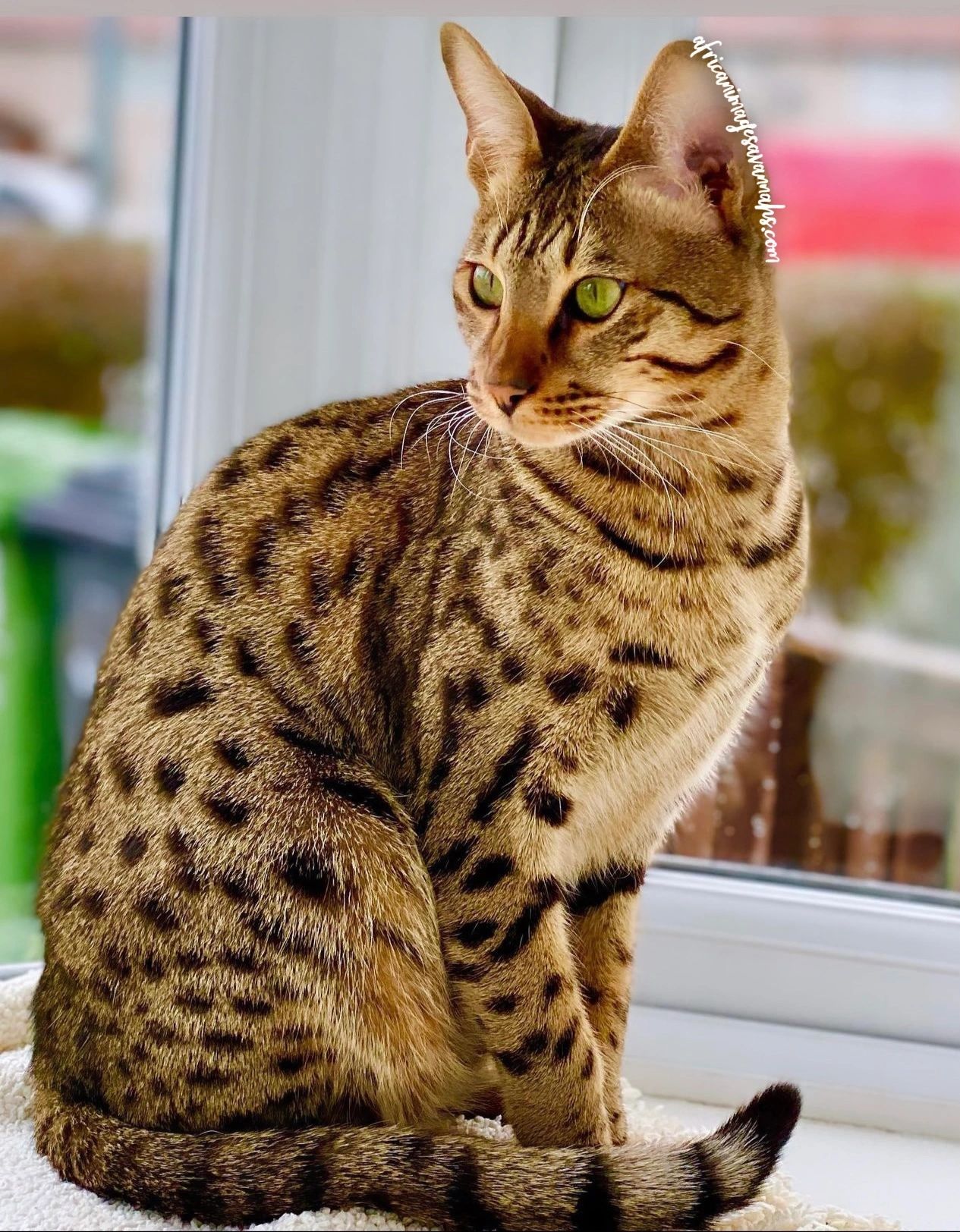 Savannah stud