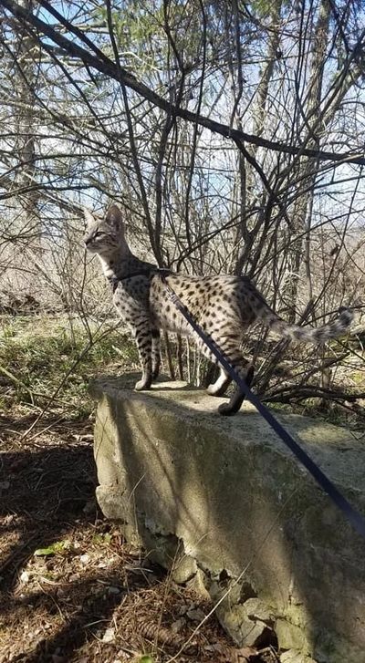 The largest of the cat breeds. A Savannah Cat is a cross between a domestic cat & African Serval Cat