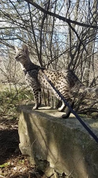 Africanimagesavannahs Savannah Kittens Savannah Cat Breeder Africanimagesavannahs