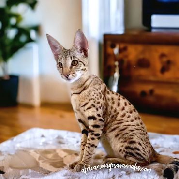 Big ears