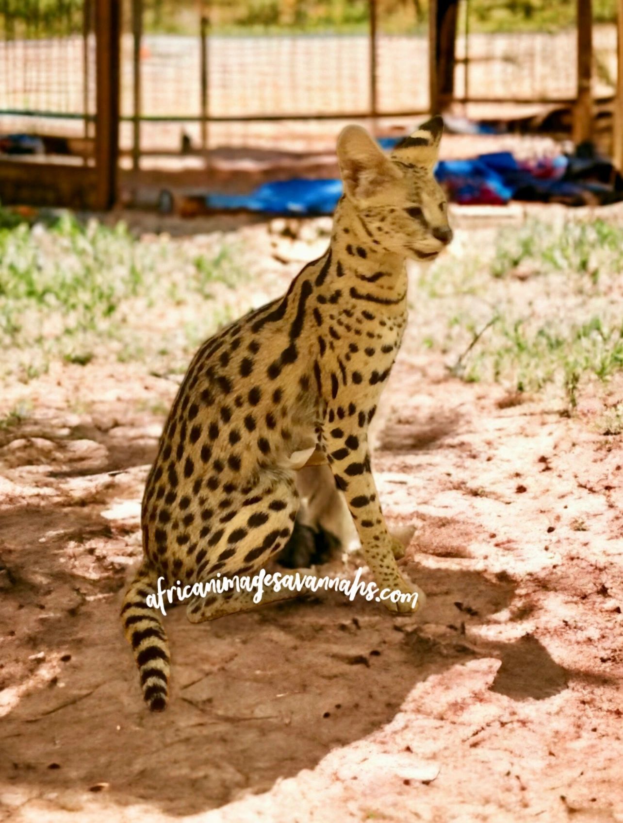 African serval 
