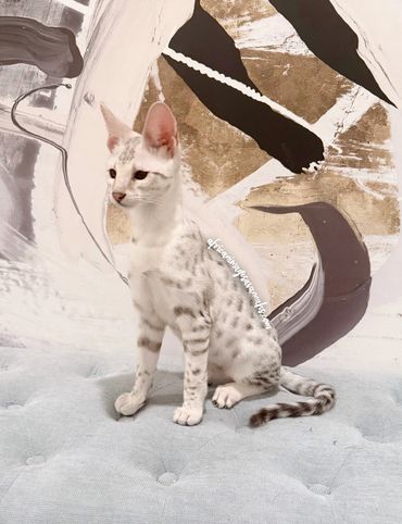 White serval snow Savannah cat 
