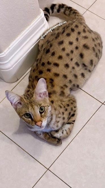 F1 Savannah cat