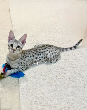 F1 silver Savannah cat