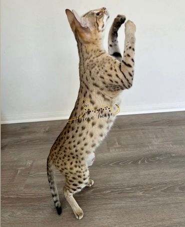 Savannah cat