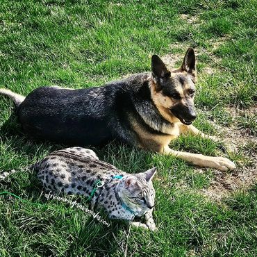 Savannah cats with dogs