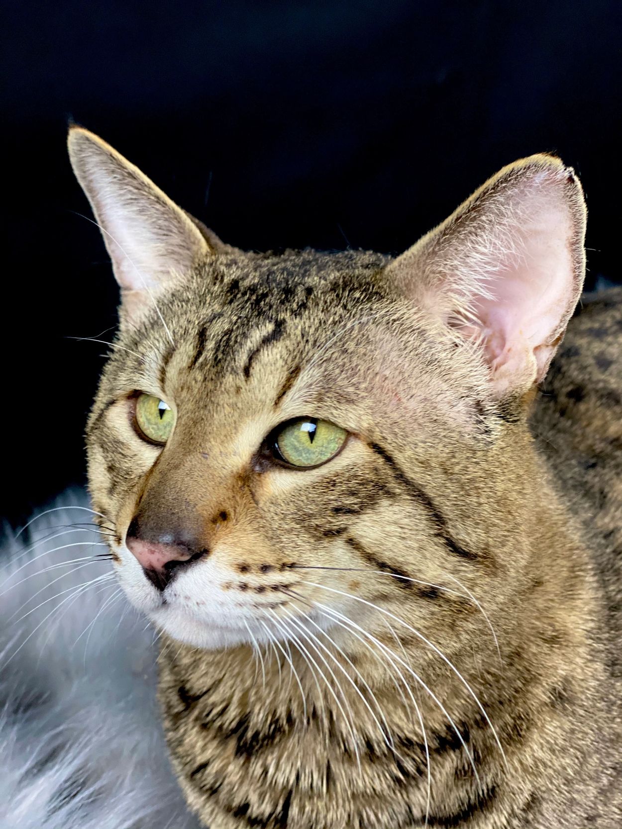 Savannah cat stud 