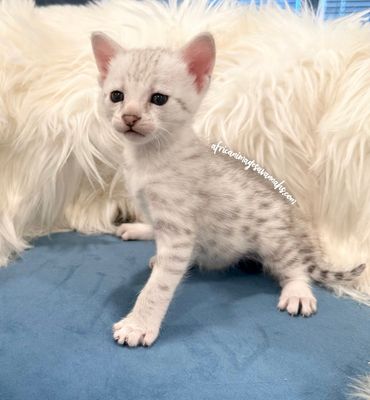 Rare White Savannah cat 