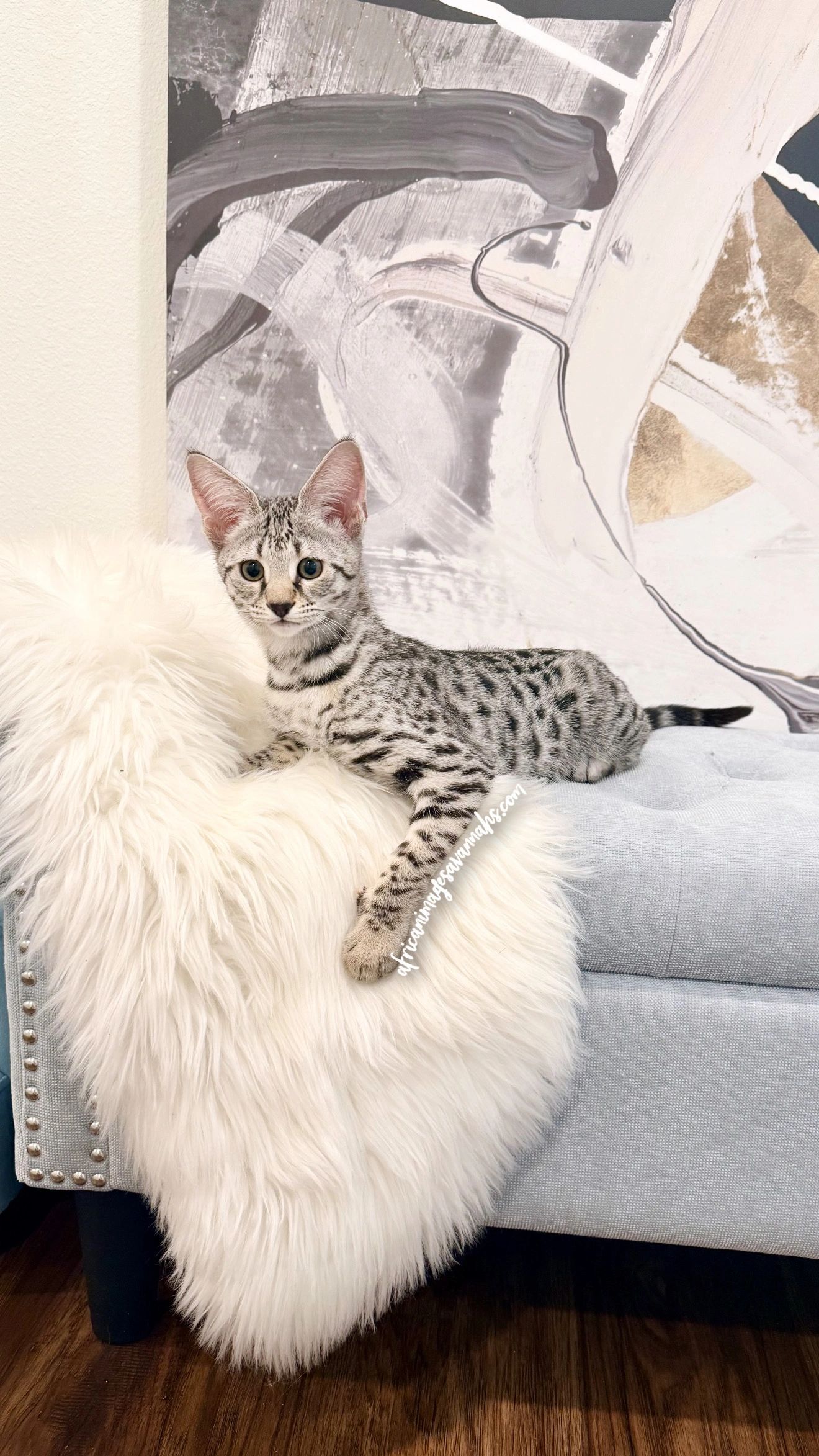 Silver Savannah kitten