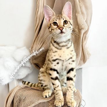Serval  Savannah cat 