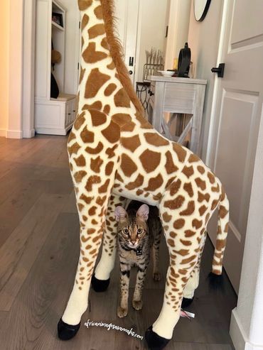 Tall Savannah cat 