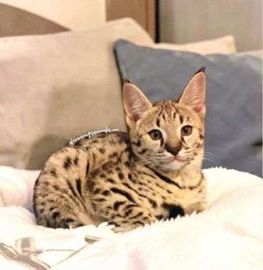 Savannah kitten for sale 
