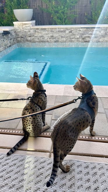 Savannah cat swimming 