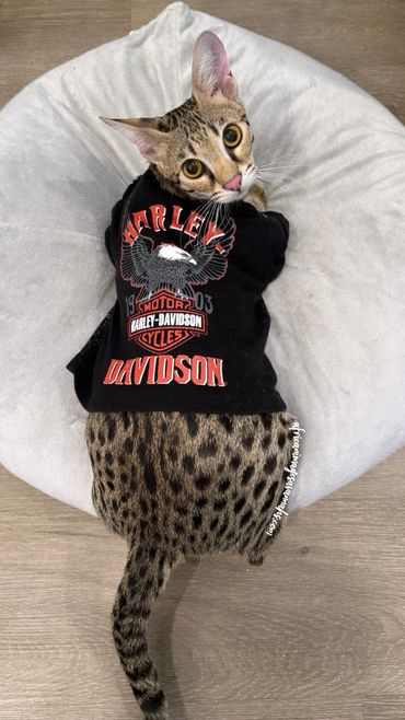 Savannah cat Harley Davidson 