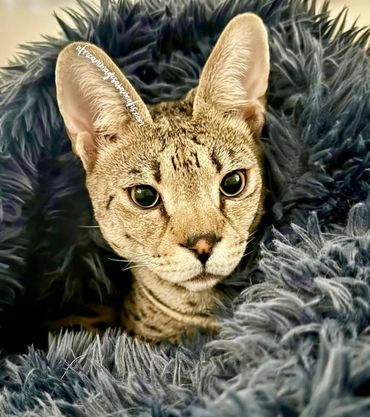 Savannah cat on fluffy blanket 