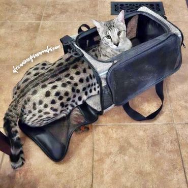 F2 silver Savannah cat for sale