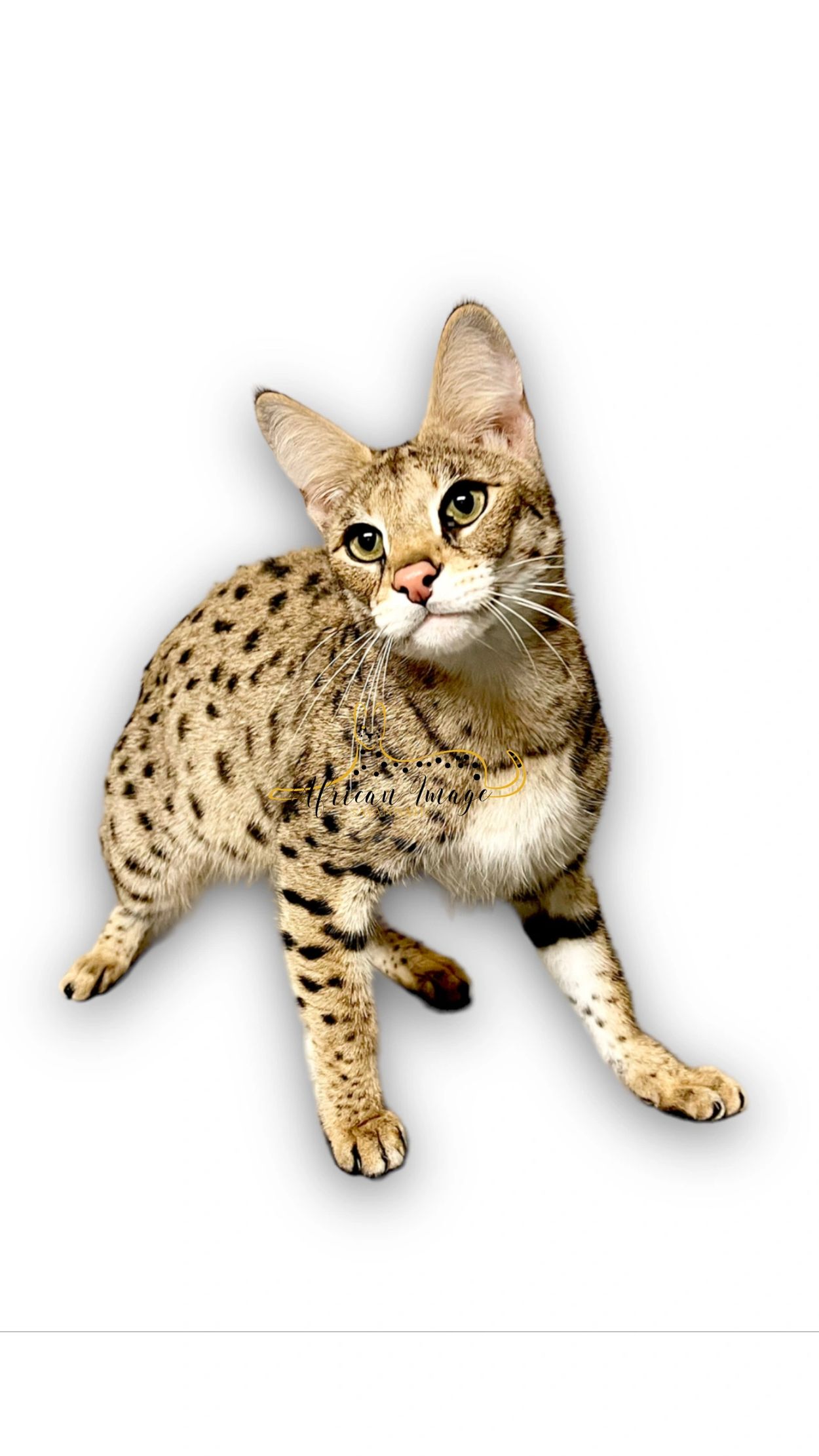 Gold savannah serval cat
