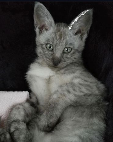 Smoke Savannah cat 