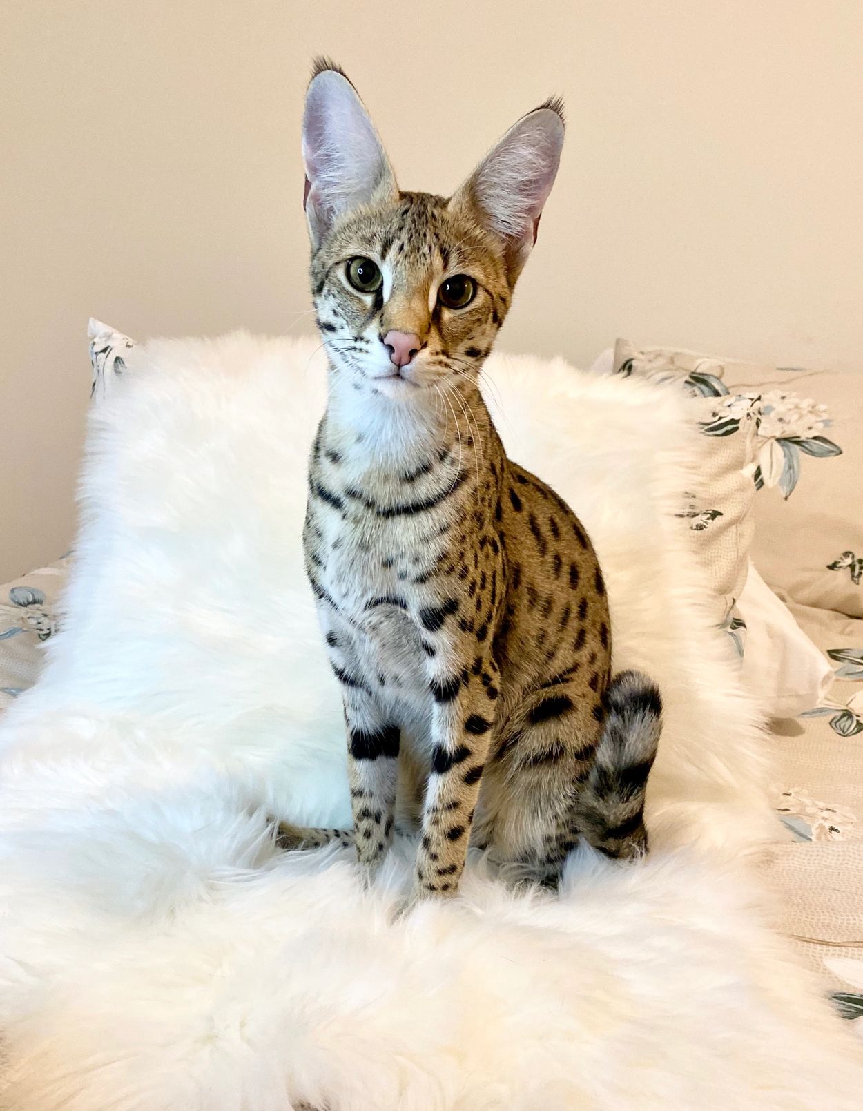 Serval