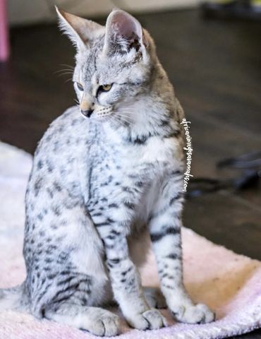 Silver Savannah cats