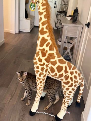 Savannah cat safari