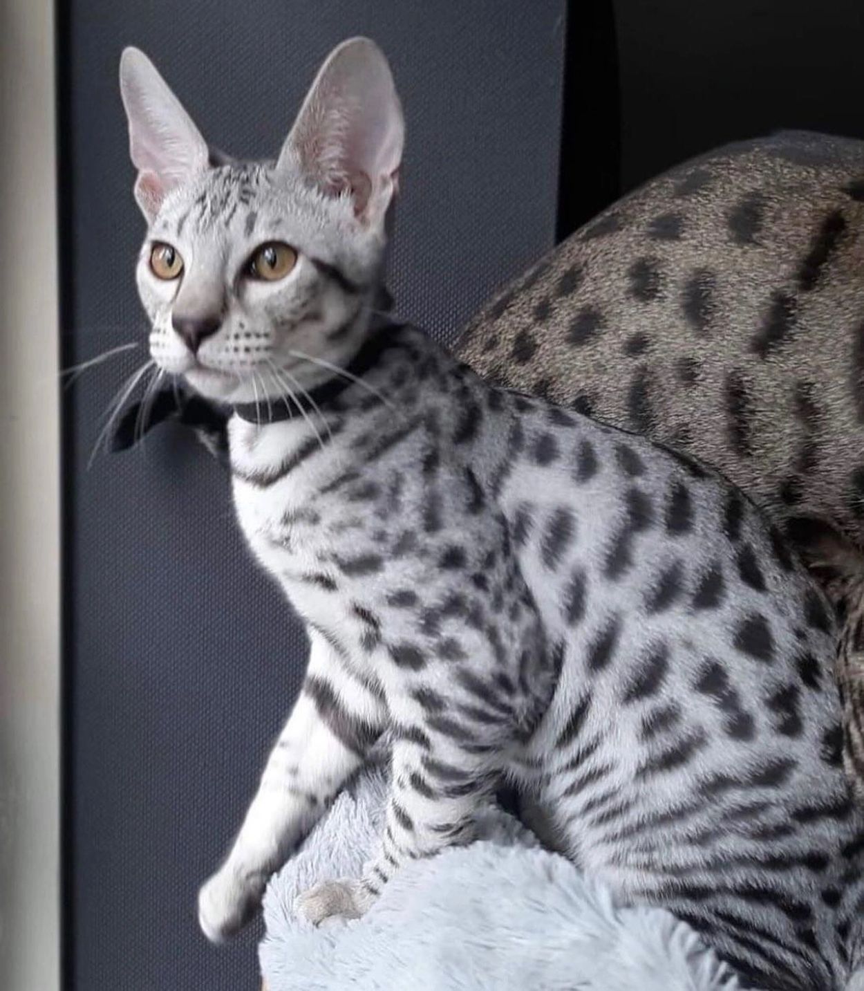 Savannah Cats - Exotic Kittens for Sale - Cat Breeder